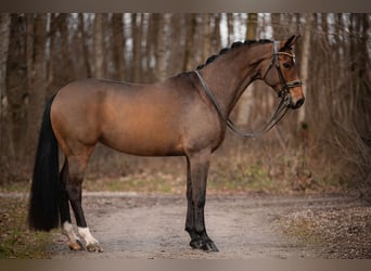 Hanoverian, Mare, 11 years, 16,2 hh, Brown