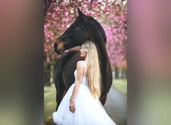 Hanoverian, Mare, 11 years, 16,2 hh, Brown