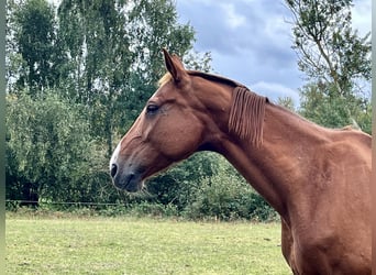 Hanoverian, Mare, 11 years, 17.1 hh, Chestnut-Red