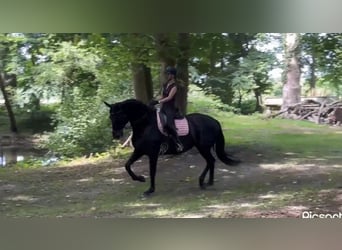 Hanoverian, Mare, 11 years, 17 hh, Black
