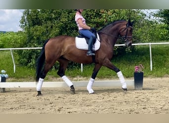 Hanoverian, Mare, 11 years, 17 hh, Brown