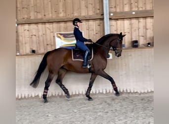 Hanoverian, Mare, 11 years, 17 hh, Brown