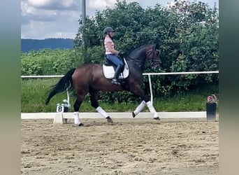 Hanoverian, Mare, 11 years, 17 hh, Brown