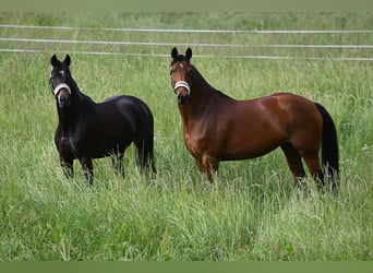 Hanoverian, Mare, 11 years, 17 hh, Brown