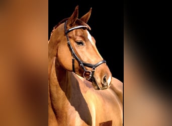 Hanoverian, Mare, 11 years, 17 hh, Chestnut-Red