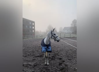 Hanoverian, Mare, 11 years, 17 hh, Grey