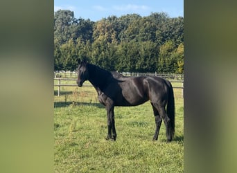 Hanoverian, Mare, 11 years, 17 hh, Smoky-Black