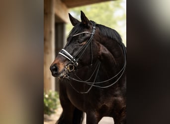 Hanoverian, Mare, 11 years, 17 hh, Smoky-Black