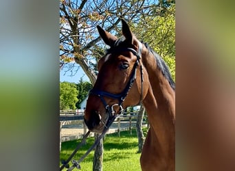 Hanoverian, Mare, 11 years, 17,1 hh, Brown