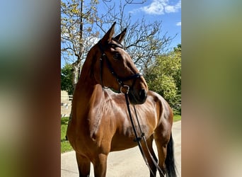 Hanoverian, Mare, 11 years, 17,1 hh, Brown