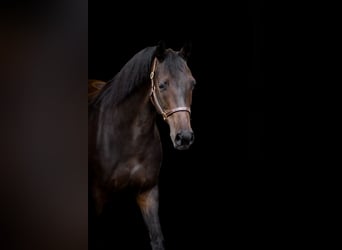 Hanoverian, Mare, 11 years, Brown