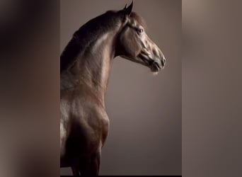 Hanoverian, Mare, 12 years, 14,2 hh, Brown