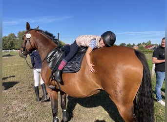 Hanoverian, Mare, 12 years, 15.2 hh, Brown