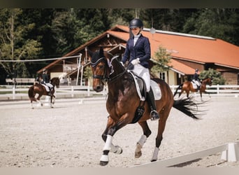 Hanoverian, Mare, 12 years, 16,1 hh, Bay-Dark