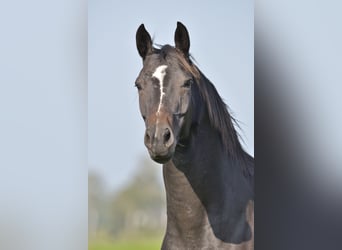 Hanoverian, Mare, 12 years, 16.1 hh, Bay-Dark