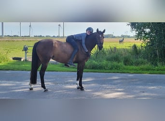 Hanoverian, Mare, 12 years, 16.1 hh, Bay-Dark