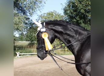 Hanoverian, Mare, 12 years, 16.1 hh, Black