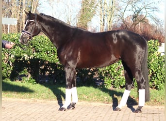 Hanoverian, Mare, 12 years, 16,1 hh, Black