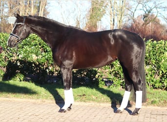 Hanoverian, Mare, 12 years, 16,1 hh, Black