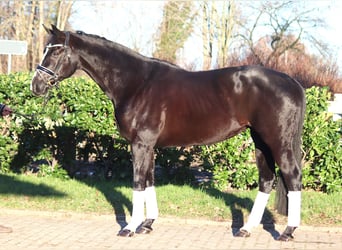 Hanoverian, Mare, 12 years, 16,1 hh, Black