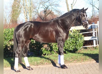 Hanoverian, Mare, 12 years, 16,1 hh, Black