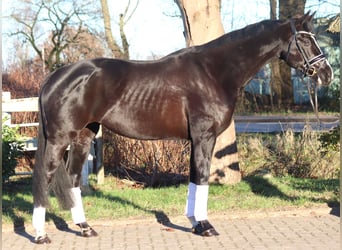 Hanoverian, Mare, 12 years, 16,1 hh, Black