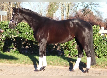 Hanoverian, Mare, 12 years, 16,1 hh, Black