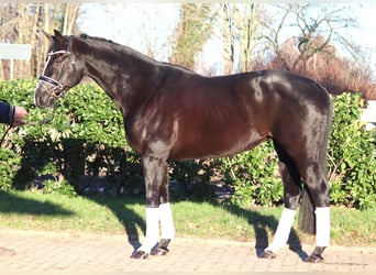 Hanoverian, Mare, 12 years, 16,1 hh, Black