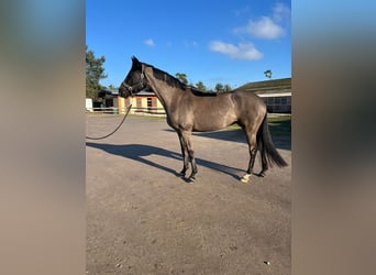 Hanoverian, Mare, 12 years, 16,1 hh, Black