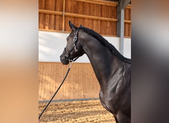 Hanoverian, Mare, 12 years, 16.1 hh, Black