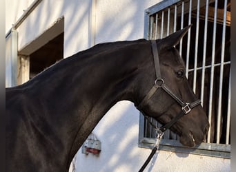 Hanoverian, Mare, 12 years, 16.1 hh, Black