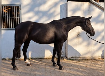 Hanoverian, Mare, 12 years, 16.1 hh, Black