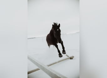 Hanoverian, Mare, 12 years, 16.1 hh, Black