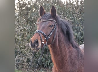 Hanoverian, Mare, 12 years, 16.1 hh, Brown