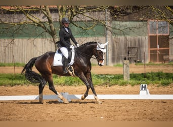 Hanoverian, Mare, 12 years, 16,1 hh, Brown