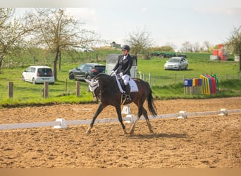 Hanoverian, Mare, 12 years, 16,1 hh, Brown