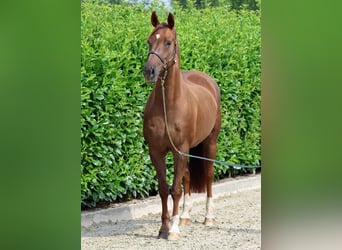 Hanoverian, Mare, 12 years, 16.1 hh, Chestnut