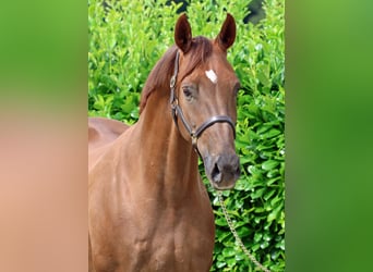 Hanoverian, Mare, 12 years, 16.1 hh, Chestnut