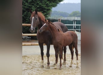 Hanoverian, Mare, 12 years, 16.1 hh, Chestnut