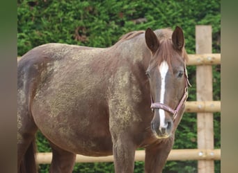 Hanoverian, Mare, 12 years, 16.1 hh, Chestnut