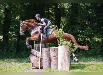 Hanoverian, Mare, 12 years, 16,1 hh, Chestnut-Red