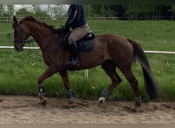 Hanoverian, Mare, 12 years, 16.1 hh, Chestnut-Red