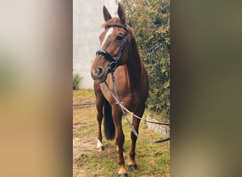 Hanoverian, Mare, 12 years, 16.1 hh, Chestnut-Red