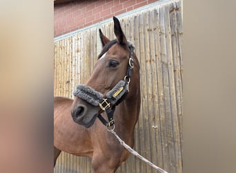 Hanoverian, Mare, 12 years, 16.1 hh
