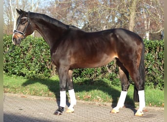 Hanoverian, Mare, 12 years, 16,2 hh, Bay-Dark