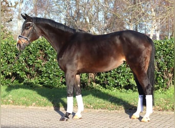 Hanoverian, Mare, 12 years, 16,2 hh, Bay-Dark