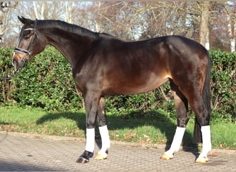 Hanoverian, Mare, 12 years, 16,2 hh, Bay-Dark