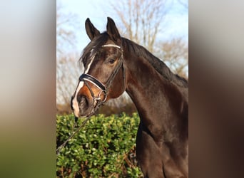 Hanoverian, Mare, 12 years, 16,2 hh, Bay-Dark