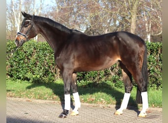 Hanoverian, Mare, 12 years, 16,2 hh, Bay-Dark