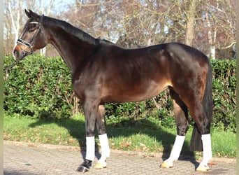 Hanoverian, Mare, 12 years, 16,2 hh, Bay-Dark